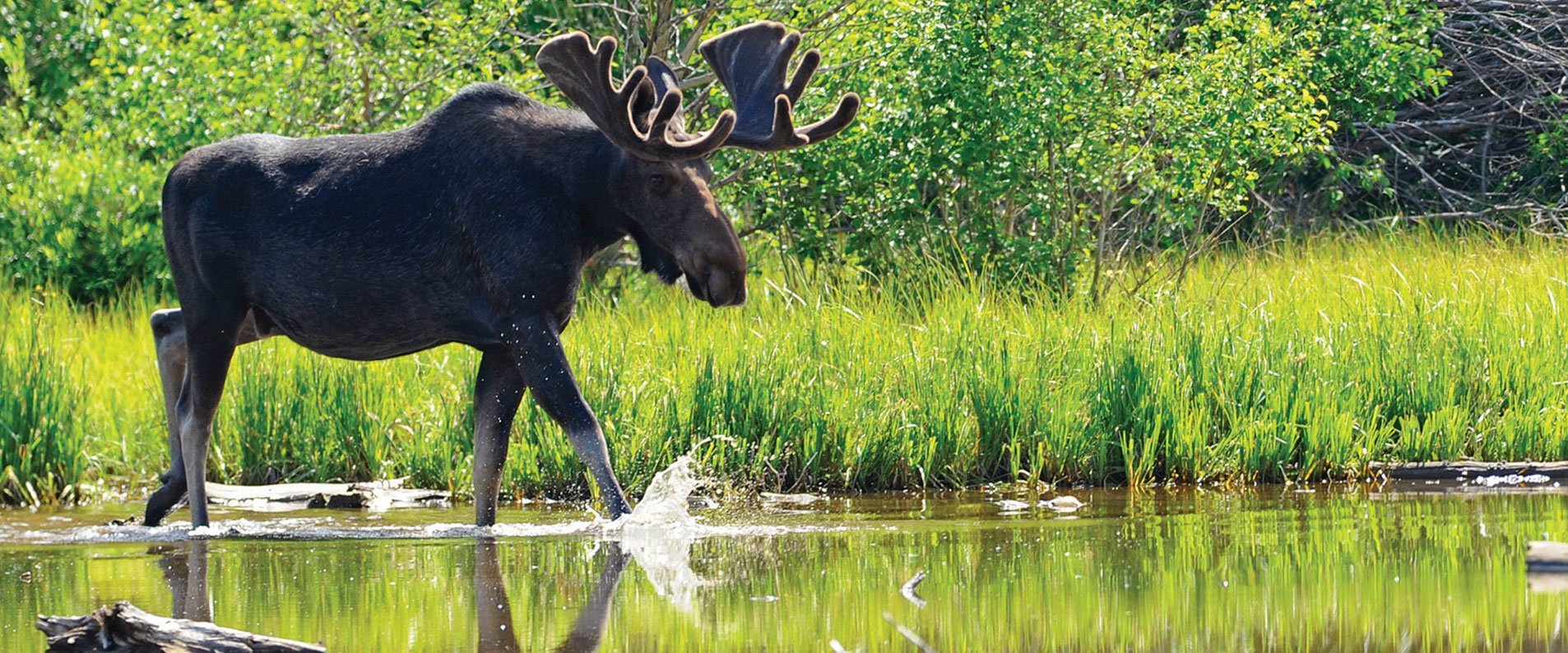 moose_crossing_stream