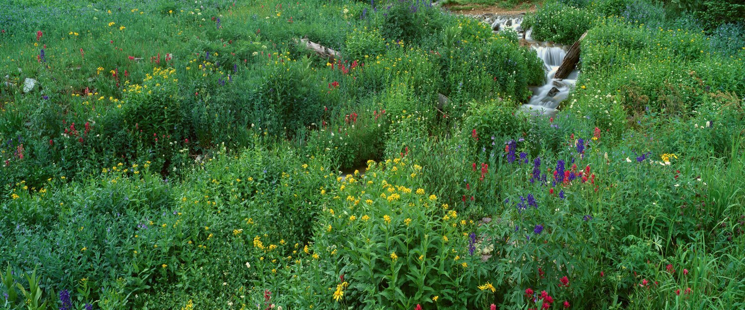 colorado-wildflowers Colorado wildflowers